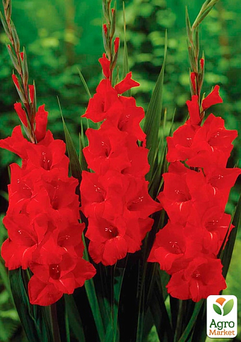 Гладиолус "Magma"  - фото 4