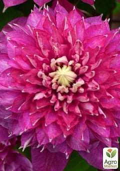 Клематис "Blushing Lady"19