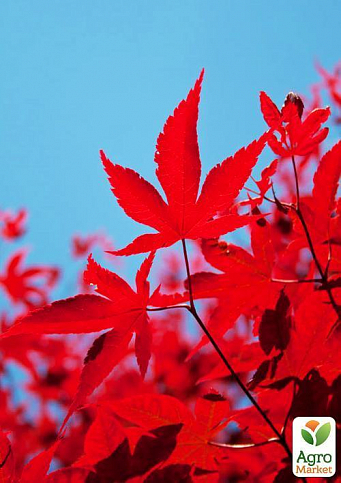 Клен насичено-червоний "Канадський" (найкрасивіший сорт)  - фото 3