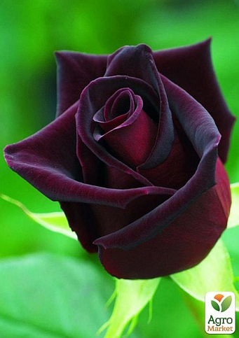 Роза чайно-гибридная "Черный принц" (саженец класса АА+) высший сорт