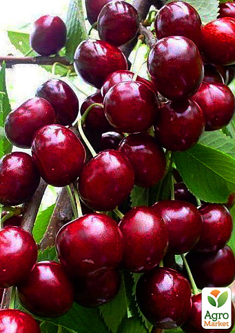 Черешня карликовая "Сэм" Эксклюзив!