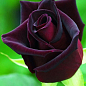 Роза чайно-гибридная "Черный принц" (саженец класса АА+) высший сорт