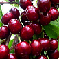 Черешня карликовая "Сэм" Эксклюзив!