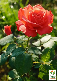 Ексклюзив! Троянда чайно-гібридна "Червона Досконалість" (Red Perfection) (саджанець класу АА+) вищий сорт1