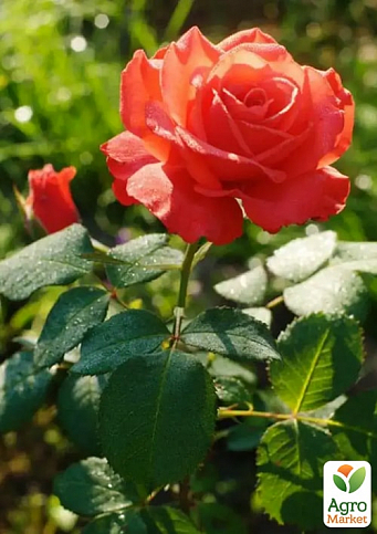 Ексклюзив! Троянда чайно-гібридна "Червона Досконалість" (Red Perfection) (саджанець класу АА+) вищий сорт