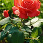 Эксклюзив! Роза чайно-гибридная "Красное Совершенство" (Red Perfection) (саженец класса АА+) высший сорт