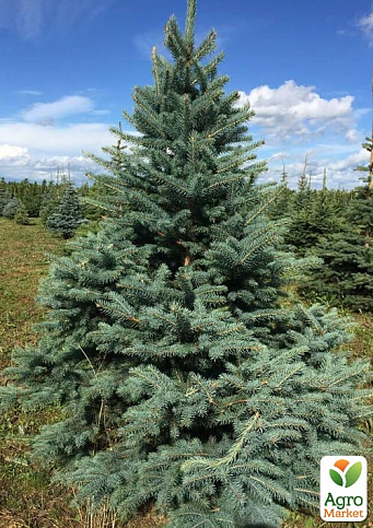 Хвоя Новорічна "Christmas Picea" (Різдвяна ялина) (висота 40-50см) - фото 2