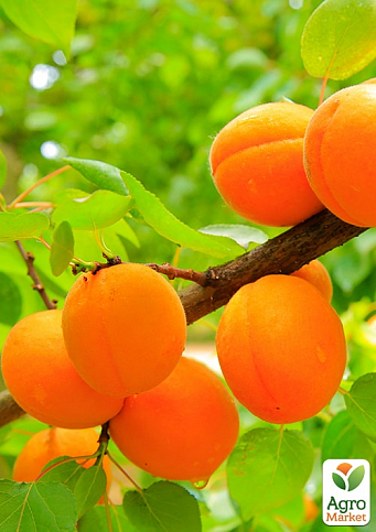 Абрикос "Оранж ред" (літній сорт, середній термін дозрівання)