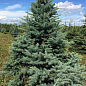 Хвоя Новогодняя "Christmas Picea" (Рождественская ель) (высота 40-50см) купить