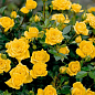 Роза миниатюрная "Yellow Doll" (саженец класса АА+) высший сорт