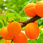 Абрикос "Оранж ред" (літній сорт, середній термін дозрівання)