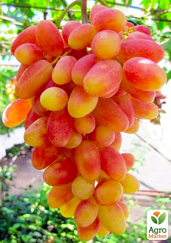 Ексклюзив! Виноград жовто-рожевий "Шафрановий ранок" (преміальний столовий сорт, стійкий до грибкових захворювань)