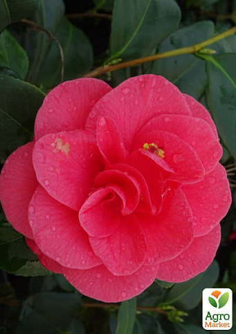 LMTD Камелия цветущая японская 2-х летняя "Santorelli" (высота 30-40см) - фото 6