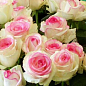 Роза мелкоцветковая (спрей) "Mimi Eden" (саженец класса АА+) высший сорт