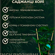 LMTD Хойя carnosa "Krimson Queen" 15-25см