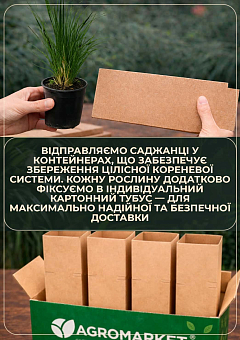 Кортадерія Пампасна трава 2х літня "Selloana"8
