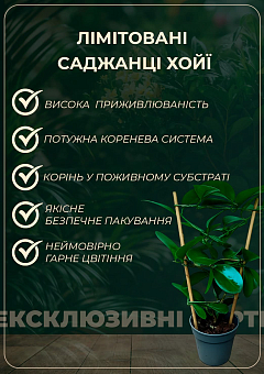 LMTD Хойя carnosa "Krimson Queen" 15-25см6