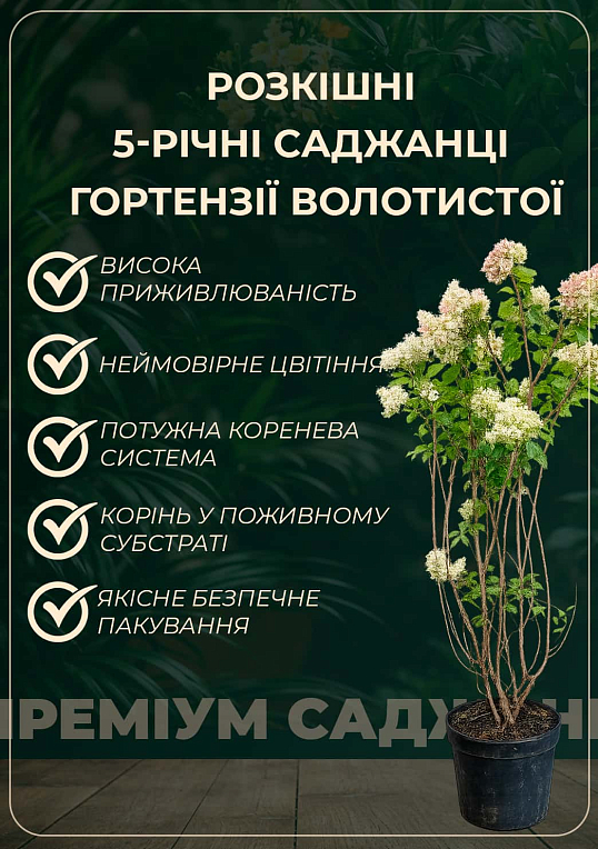 Гортензия метельчатая 5-и летняя "Vanilla Fraise" (высота саженца 120-130см)