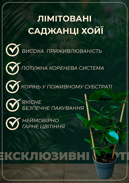 LMTD Хойя carnosa "Krimson Queen" 15-25см - фото 4