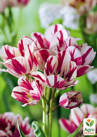 Тюльпан "Flaming Club" (багатоквітковий)