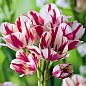 Тюльпан "Flaming Club" (багатоквітковий)
