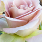 Троянда в контейнері чайно-гібридна "Амнезія" (саджанець класу АА+) цена