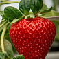 Клубника садовая "Брилла" (ранняя, укорененная в контейнере)