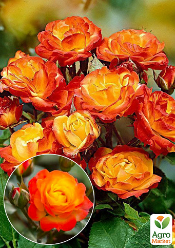Ексклюзив! Троянда штамбова "Соковита квітка" (Juicy Flower) (саджанець класу АА+) вищий сорт