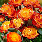 Ексклюзив! Троянда штамбова "Соковита квітка" (Juicy Flower) (саджанець класу АА+) вищий сорт