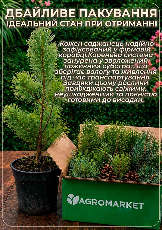 Сосна гірська «Мугус» (Pinus mugo Mughus) S3, висота 20-30см