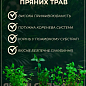 Талл карри (Helichrysum angustifolia Tall Curry) купить