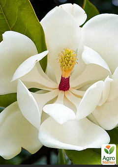 Магнолія великоквіткова (Magnolia Grandiflora) 1 саджанець в упаковці1