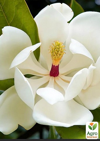 Магнолія великоквіткова (Magnolia Grandiflora) 1 саджанець в упаковці
