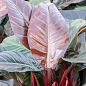 LMTD Філодендрон "Imperial Red" висота 30-40см