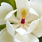 Магнолия Крупноцветковая (Magnolia Grandiflora)