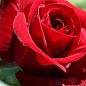 Роза флорибунда "Никколо Паганини" (саженец класса АА+) высший сорт
