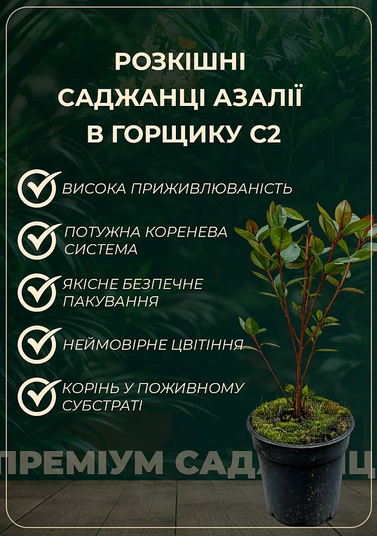 Азалия 2-х летняя "Stewartstonian" С1, высота 25-50см