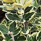 Метросидерос "Variegata" высота 50-60см 