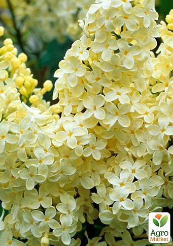 Сирень жёлтая "Примула" 