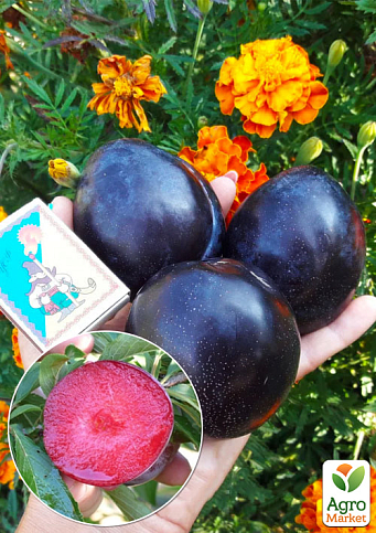 Слива диплоидная "Блэк Сплендор" (Black Splendor) (летний сорт, средний срок созревания)