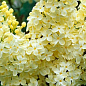 Сирень жёлтая "Примула" 
