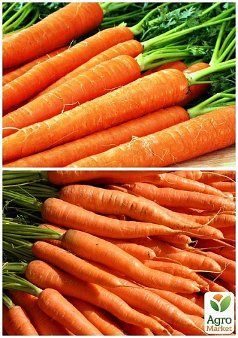 На вагу Морква "Вітамінна" ТМ "Весна" ціна за 15г - фото 2