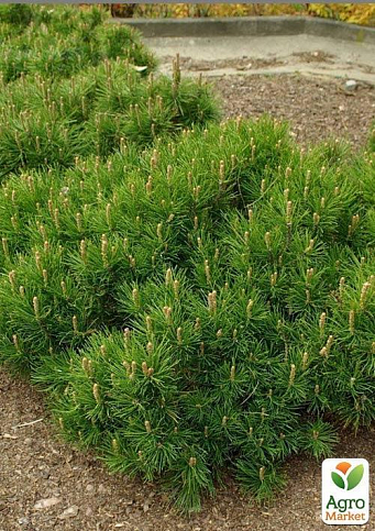 Сосна гірська карликова "Montana" (Pinus Mugo) горщик P9 - фото 3