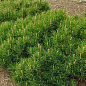 Сосна горная карликовая "Montana" (Pinus Mugo) горшок P9 цена