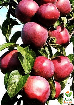 Яблуня колоноподібна "Декстер" (осінній сорт, плоди транспортабельні)2