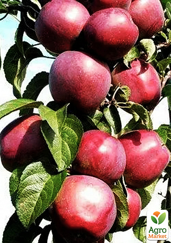 Яблуня колоноподібна "Декстер" (осінній сорт, плоди транспортабельні)