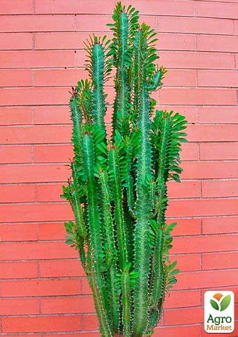 Еуфорбія Трігона "Green" (висота 80-100см) - фото 5