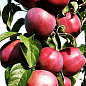 Яблоня колоновидная "Декстер" (осенний сорт, плоды транспортабельны)