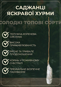 Хурма на віргінській морозостійкій підщепі  "Мідер" вищий сорт!27