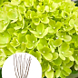 Гортензия 3-х летка метельчатая "Little Lime"